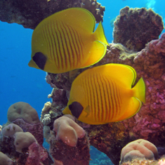 Underwater photographer Michael Wivell, masked butterflyfish
