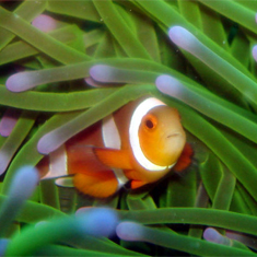 Underwater photographer Brian Gillen, anemone fish
