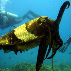 Underwater photographer Brian Gillen, cuttlefish