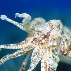 Underwater photographer Kitty Jempson, cuttlefish