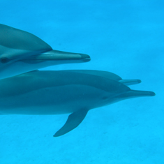 Underwater photographer Lucy Byng, dolphins