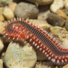 Underwater photographer Kitty Jempson, marine worm