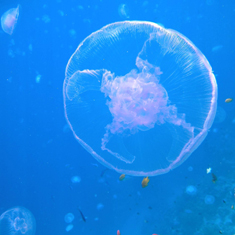Underwater photographer Lucy Byng, jellyfish