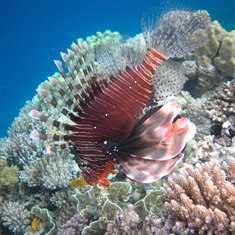 Underwater photographer Lucy Byng, lionfish