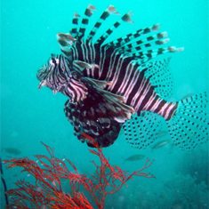 Underwater photographer Brian Gillen, lionfish