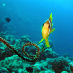 Underwater photographer Michael Wivell, anemone fish