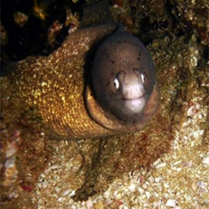 Underwater photographer Brian Gillen, moray eel