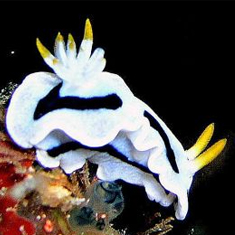 Underwater photographer Michael Wivell, nudibranch