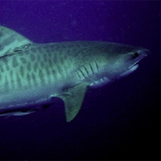 Underwater photographer Brian Gillen, tiger shark