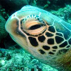Underwater photographer Brian Gillen, turtle