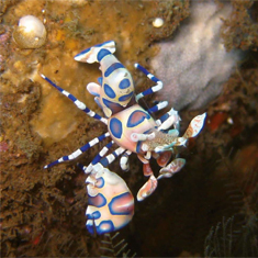 Underwater photographer Becky Giles, harlequin crab