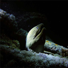 Underwater photographer Vivian Wilkins, moray eel