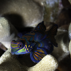 Underwater photographer Paul Woodburn, mandarinfish