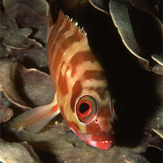 Underwater photographer James Woodward, squirrelfish
