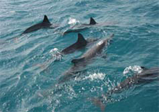 Dolphins, plotting terrorism