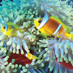 Underwater photographer Thomas Penfare, anemonefish