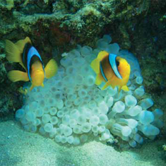 Underwater photographer Benjamin Jones, clownfish