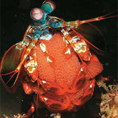 Underwater photographer Chris Meeds, mantis shrimp