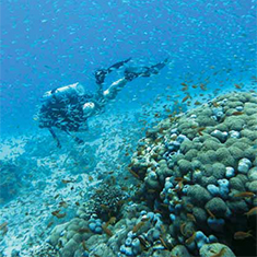 Underwater photographer David Nottingham, anthias