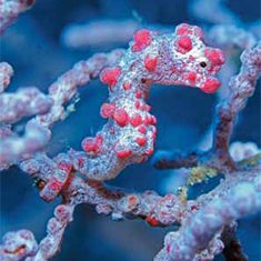 Underwater photographer Rachel Russell, pygmy seahorse