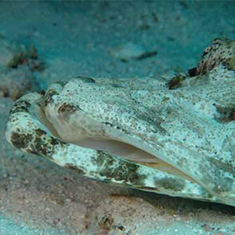 Underwater photographer Vyv Wilkins, crocodilefish