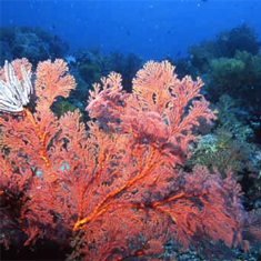 Underwater photographer Sandra Bennett, coral