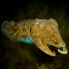 Underwater photographer Pete Bullen, cuttlefish
