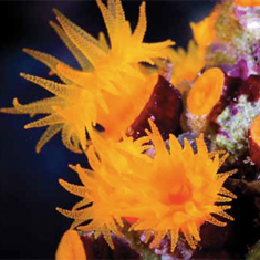 Underwater photographer Pete Bullen, polyps