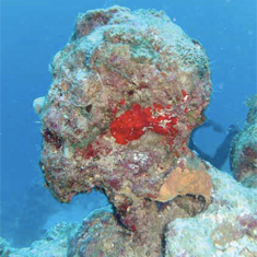 Underwater photographer K Gill, coral, er, head
