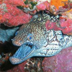 Underwater photographer Ken Ryder, moray eel