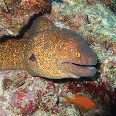 Underwater photographer Christine Cullen, moray eel