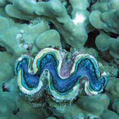 Underwater photographer Stephen Gamble, clam