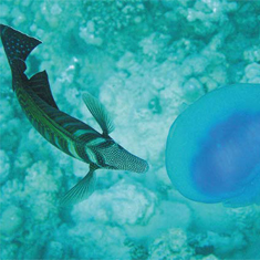 Underwater photographer Stephen Gamble, tang and jellyfish