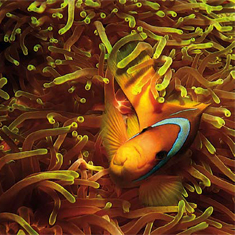 Underwater photographer Sunphol Sorakul, anemone fish