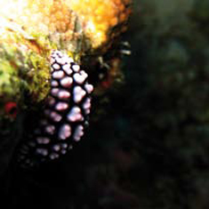 Underwater photographer Sunphol Sorakul, flatworm