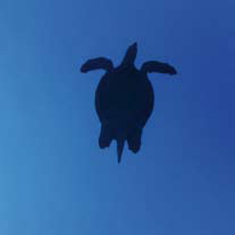 Underwater photographer Sunphol Sorakul, turtle