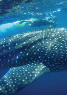A whaleshark, being quite big