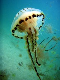 Jellyfish, courtesy of Juliet Savigear