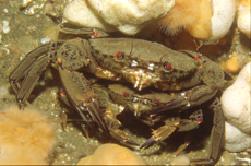 Velvet Swimming Crabs, courtesy of Juliet Savigear