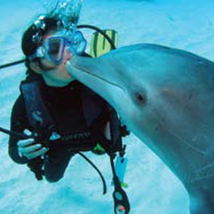 Underwater photographer Darren Baldwin, dolphin and diver
