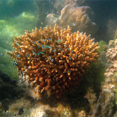 Underwater photographer Mat Gough, coral