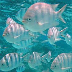 Underwater photographer Mat Gough, schooling fish