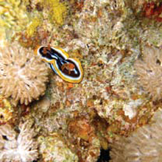 Underwater photographer Mat Gough, nudibranch