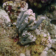 Underwater photographer Mat Gough, sponge
