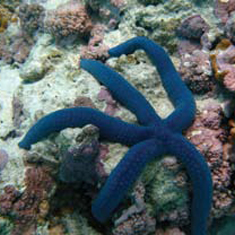 Underwater photographer Mat Gough, starfish