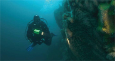 Diver and Coral, courtesy of Scuba Dive West