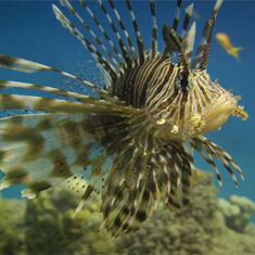Underwater photographer Vince Bennett, lionfish
