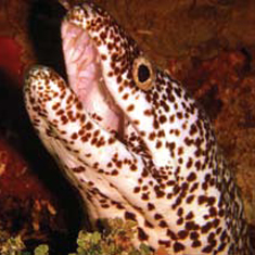 Underwater photographer Vince Bennett, moray eel