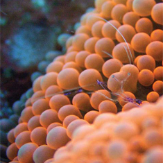 Underwater photographer Vince Bennett, cleaner shrimp esconced in bubble anemone
