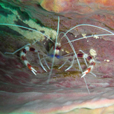 Underwater photographer Adrienne Kerley, shrimp